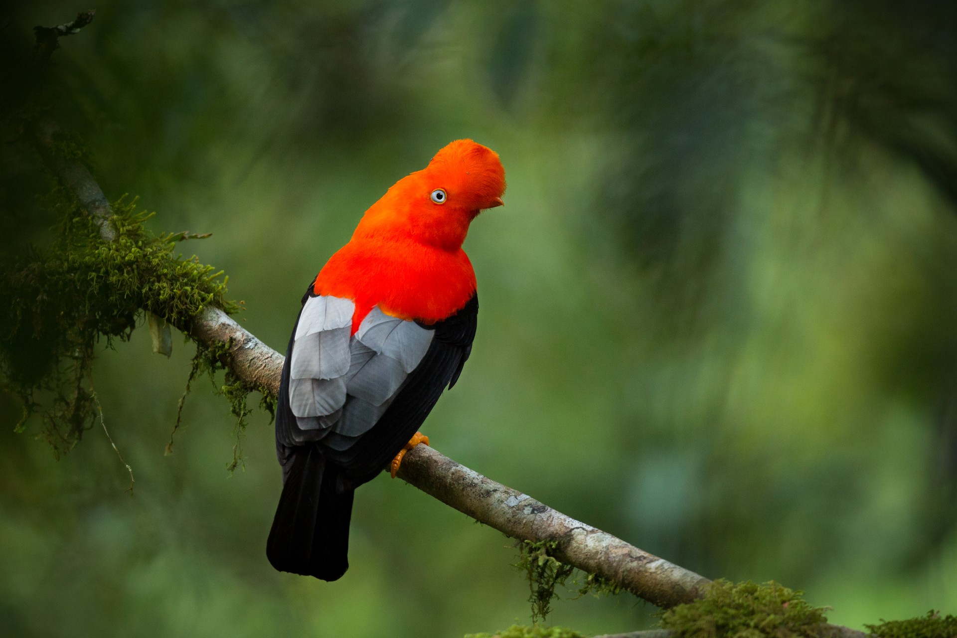 Bird watching- Birding tours guyana - Dagron Tours