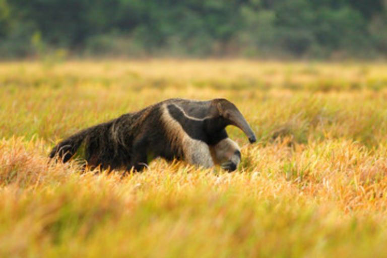 Karanambu Anteater