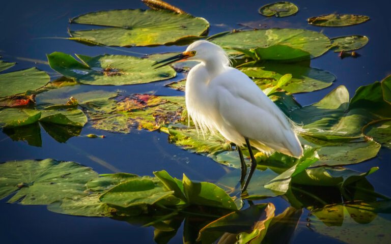 Guyana Snowy Egret