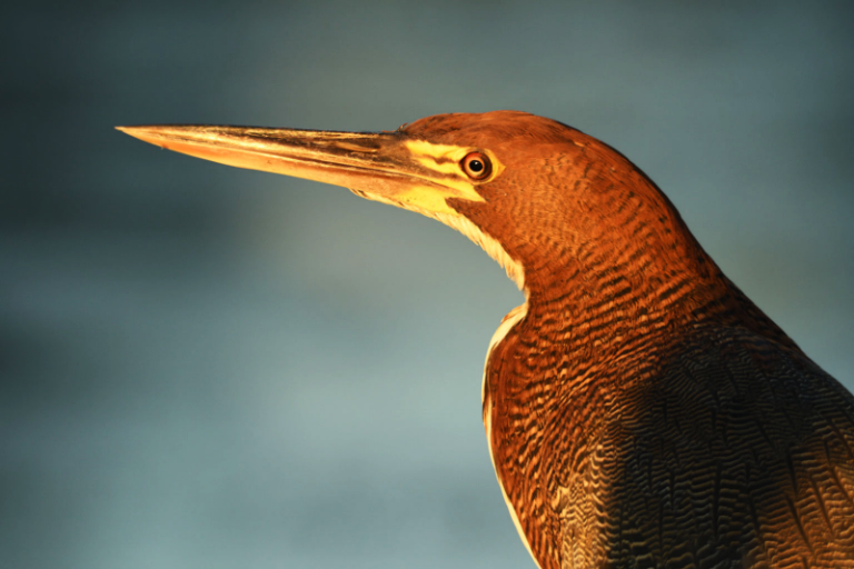 Rufescent Tiger-Heron