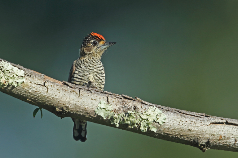 A delicate white-bellied piculet perched gracefully on a slender branch, its distinctive markings and pale underbelly illuminated against the rich, green backdrop of the River Mangrove Forest, showcasing the biodiversity of the Abary River Birding Tour.